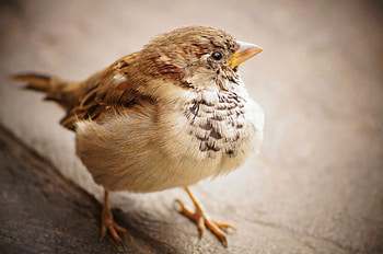 Feathered friend, Wild sparrow, Beak and feather, Wildlife graphy HD wallpaper