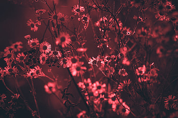 Red Tree Flowers , red, tree, flowers, nature HD wallpaper