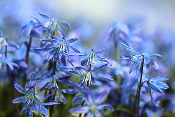 Spring, Macro, Bloom, Flowering, Shilla, Scilla HD wallpaper