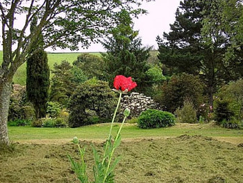 Lonely Poppy, gardens, nature, flowers, poppy HD wallpaper