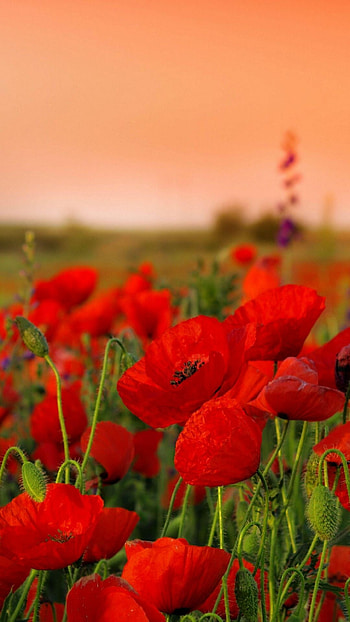 Poppy Flower, Ryan Anderson, Floral , Blooming flowers HD phone wallpaper