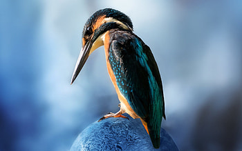 Close-up, Small bird, , High-quality HD wallpaper