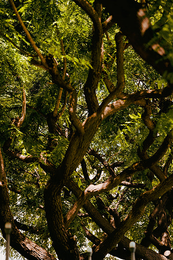 Nature, Leaves, Wood, Tree, Branches, Bark, Acacia HD phone wallpaper