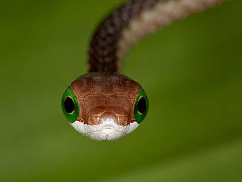 Boomslang, Wild kingdom, African serpent, Reptile graphy HD wallpaper