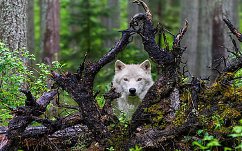 The Lone One, trees, nature, wolf, forest HD wallpaper