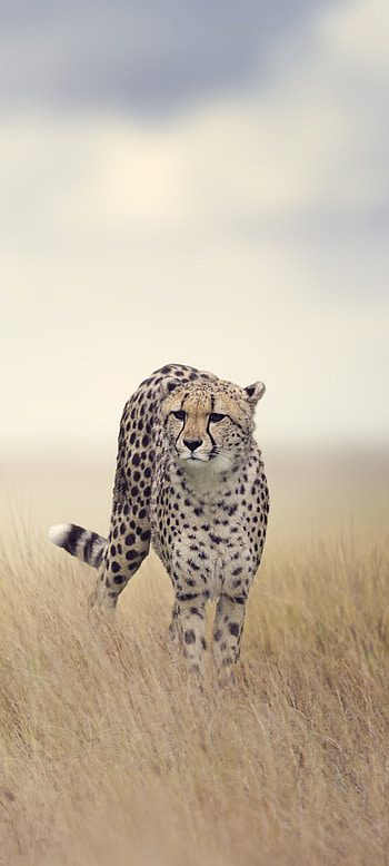 Animal cheetah, Graceful feline, Wild nature, Striking beauty HD phone wallpaper