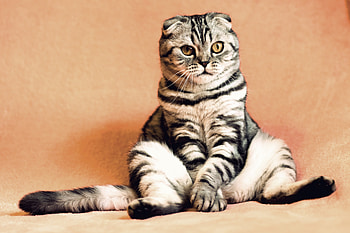 Funny, Animals, Cat, Cool, Is Sitting, Sits, Amusingly, Scottish Fold Cat, Scottish Fold-Up Cat HD wallpaper