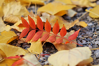 Autumn, Leaves, Macro, Leaflet HD wallpaper