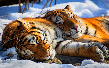 Sleeping tigers, winter, pisici, tiger, iarna, big cat, couple, tigru, cat, sleep HD wallpaper