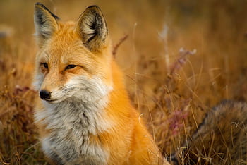 Close-up of a red fox in a golden hayfield, showcasing its natural habitat. HD wallpaper