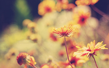 Flowers, Grass, Background, Plant, Macro, Light, Light Coloured HD wallpaper