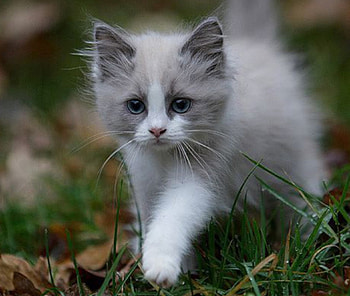 She Moved Through the Garden, animal, kitten, garden, cat HD wallpaper