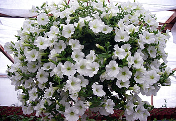 Flowers, Ball, Lot, Petunia HD wallpaper