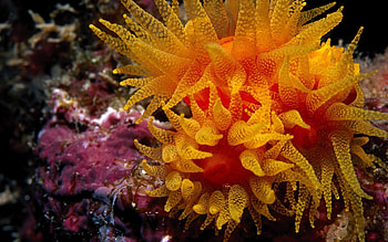 Animals, Ocean, Underwater World, Depth, Algae, Seaweed, Bottom HD wallpaper
