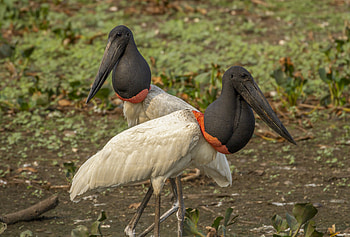 Birding Brazil, Wildlife Travel, graphy Blog, Biodiversity HD wallpaper