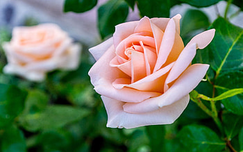 ROSES, PETALS, LEAVES, COLORS, STEM HD wallpaper