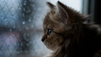 Cat Looking Through The Window, cat, animals HD wallpaper