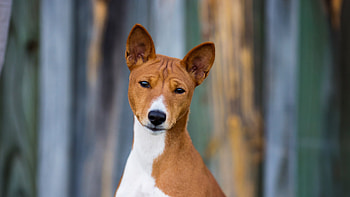 Basenji Dog, Small apartments, Huge sale, 79% off discount HD wallpaper