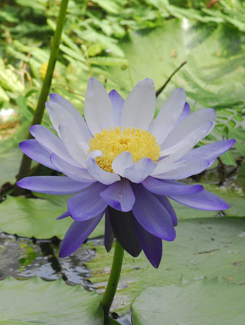 Flower, purple lotus, bloom HD phone wallpaper