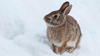 New England cottontail, Hares HD wallpaper