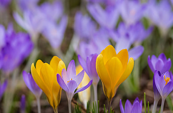 Crocuses, purple, pink, crocus, yellow, flower, spring HD wallpaper
