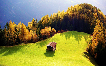 Trees, Landscape, Houses HD wallpaper