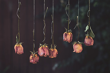Roses, flowers, dry, hanging HD wallpaper