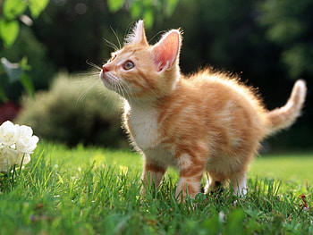 Animals, Cats HD wallpaper