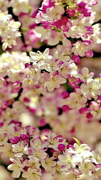 Flower, Flower Tree HD phone wallpaper