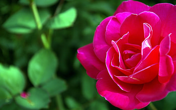 Plants, Flowers, Roses HD wallpaper
