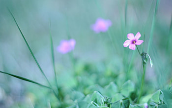 Grass, Flower, Macro, Shine, Light, Greens, Blurred, Fuzzy HD wallpaper