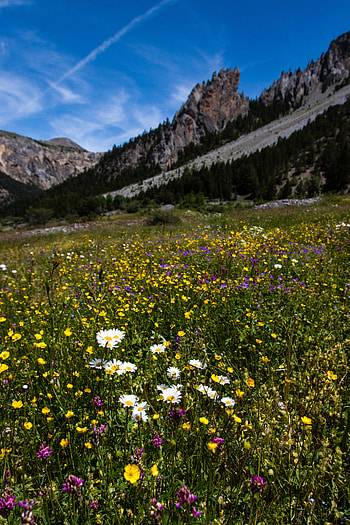 Nature, Flowers, Rocks, Field, Slope, Wildflowers HD phone wallpaper