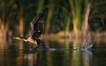 Cormorant, Taking off, Lake water, Full screen HD wallpaper