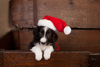 Border Collie puppy, dog, puppy, red, border collie, cute, caine, hat, santa, paw HD wallpaper