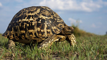 Leopard tortoise, Turtles HD wallpaper