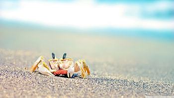 Animals, Sand, Crabs HD wallpaper