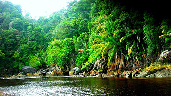 Amazon rainforest, Jungle serenity, Mystical beauty, Black river enchantment HD wallpaper