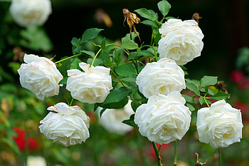 White roses, White, Flowers, Roses, Garden HD wallpaper