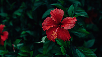 Hibiscus, leaf, nature, flower HD wallpaper