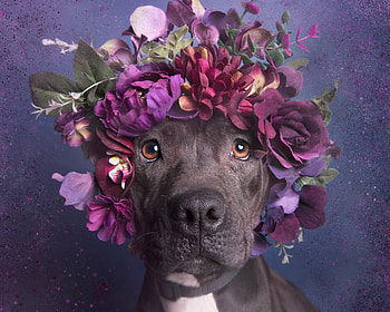 Cuteness, dog, animal, sophie gamand, flower power, cute, purple, flower, face, funny, wreath HD wallpaper