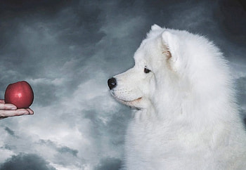 Snow White, dog, white, red, cute, apple HD wallpaper