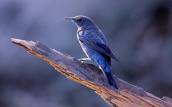 Animals, Bird, Trunk HD wallpaper
