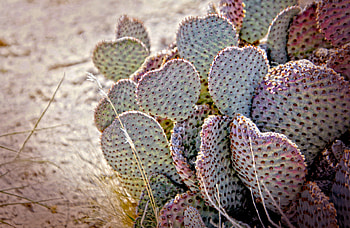 Nature, Needle, Desert, Cactus HD wallpaper