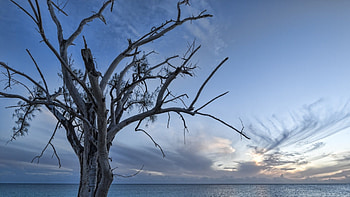 wonderful tree by the sea, sea, horizon, bare, sunset, tree HD wallpaper