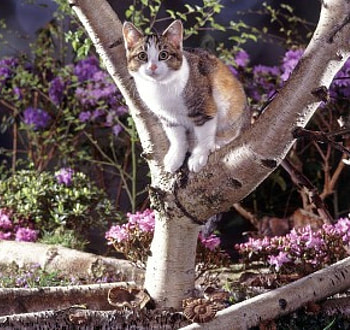 kitty on a tree, cats, kitty, animals, tree HD wallpaper