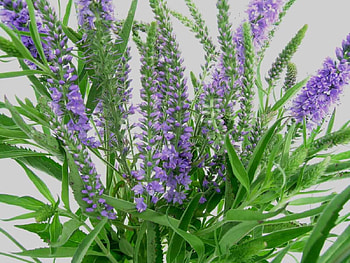 Lilac Flowers, bouquet, flowers, lilac HD wallpaper