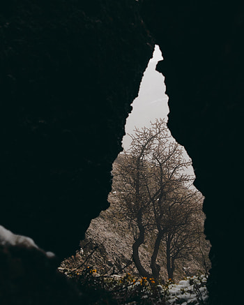 Nature, Flowers, Snow, Wood, Tree, Cave HD phone wallpaper