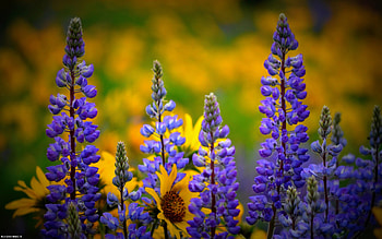 Washington Wild flowers, washington, flowers, wild HD wallpaper