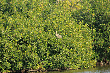 Bird species, Everglades National Park, Florida, Wildlife graphy HD wallpaper