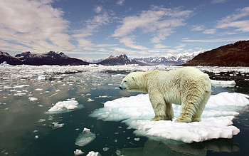 Animals, Landscape, Sea, Bears HD wallpaper
